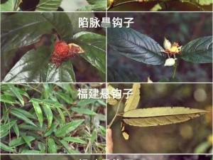 伊洛纳手游：探索桑葚获取攻略，掌握这些技巧轻松拥有美味果实