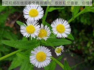 野花视频在线观看免费高清版，极致视觉盛宴，你懂的