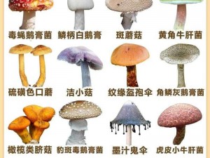 大蘑菇进入子宫的 10 个原因，天然植物配方，女性必备健康好物