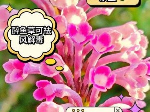 关于花灵手游醉鱼草培养价值探讨：羁绊技能解析与打法攻略大全