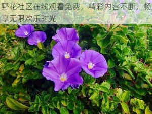 野花社区在线观看免费，精彩内容不断，畅享无限欢乐时光