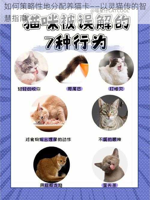 如何策略性地分配养猫卡——以灵猫传的智慧指南