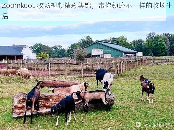 ZoomkooL 牧场视频精彩集锦，带你领略不一样的牧场生活