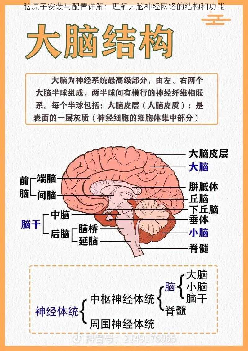 脑原子安装与配置详解：理解大脑神经网络的结构和功能