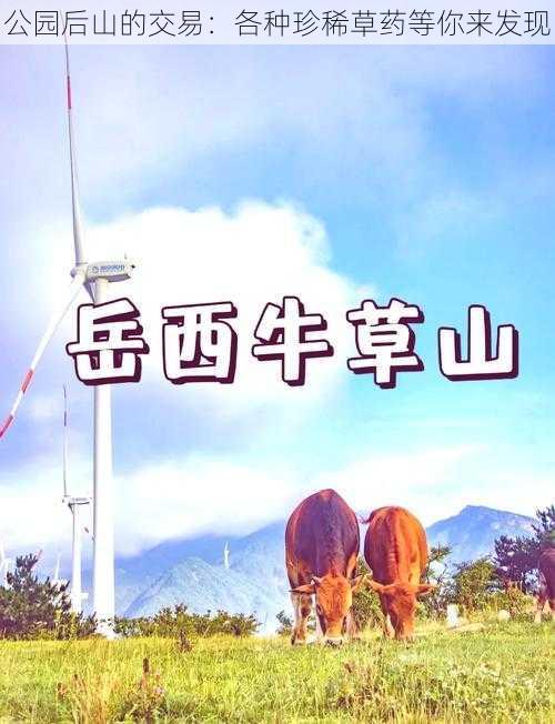 公园后山的交易：各种珍稀草药等你来发现